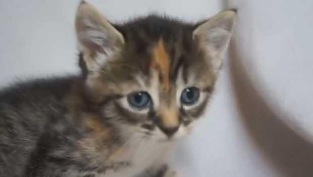 More funny cat videos!