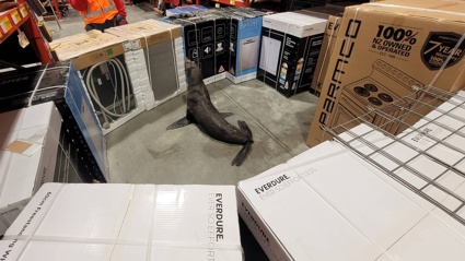 Ovens and dishwashers were used to barricade the slippery seal inside Bunnings Warehouse in Whangārei. Photo / NZ Herald