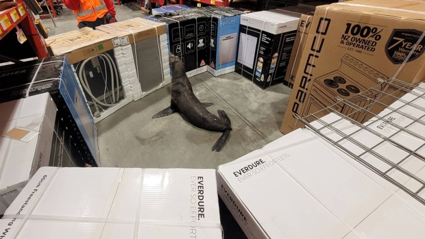 Ovens and dishwashers were used to barricade the slippery seal inside Bunnings Warehouse in Whangārei. Photo / NZ Herald