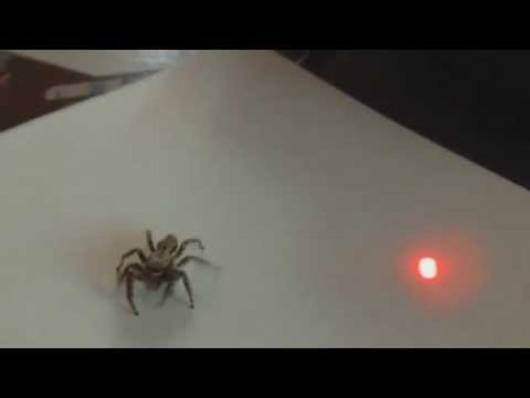 Fun with Laser Pointers