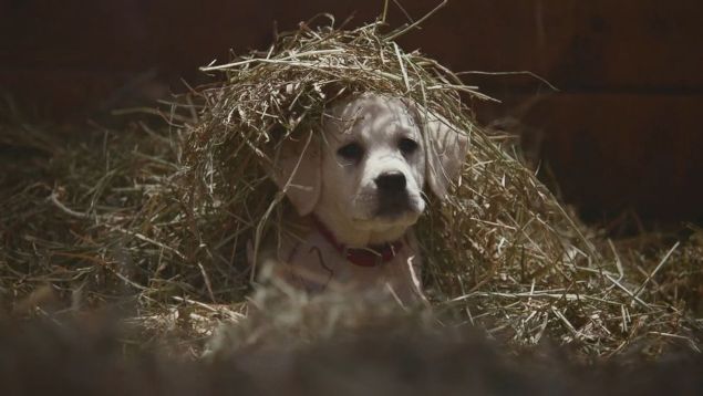 Budweiser's 2015 Superbowl Ad