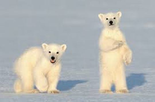 Cute Polar Bear Cubs