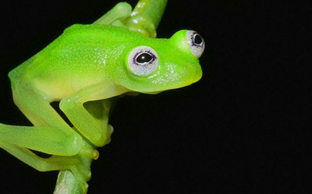 This Bright Green Frog Has Gone Viral For One AWESOME Reason!