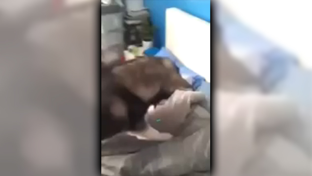 Husky + Laser Pointer = Ultimate Wake Up System