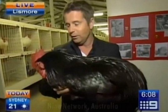 They Call This Reporter Chicken For A Reason