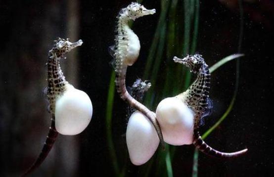 Incredible Seahorse Birth