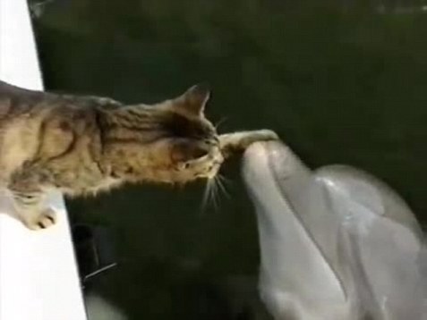 Cat and Dolphins Play Together in this Amazing Video