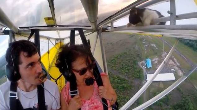 Watch A Cat Lose One Of Its Nine Lives!