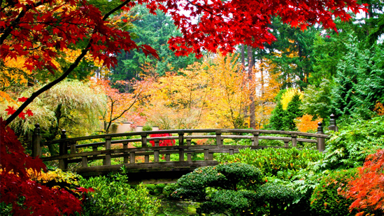 8 incredible facts about your favourite flowers and plants