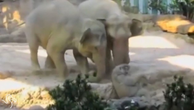 Animals Rescuing Other Animals