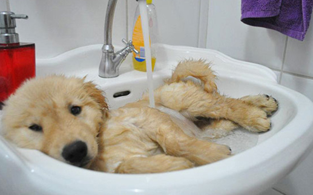 Bathing Animals That Will Splash A Smile On Your Face