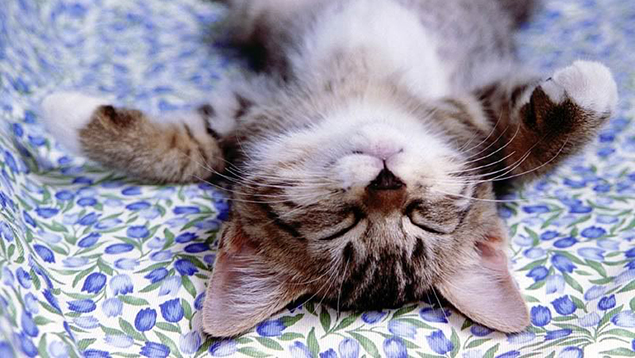 It's Official: Cats Rule The Internet!