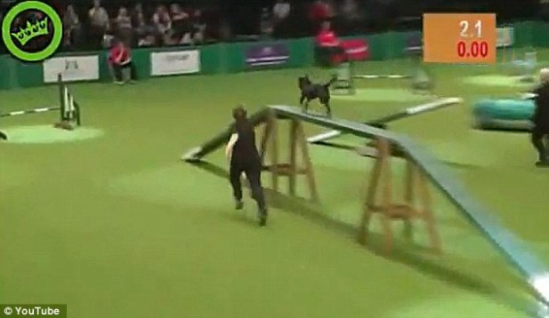Dog Show Fail!