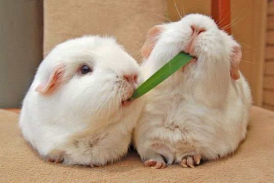 Gorgeous Guinea Pigs Tug of War