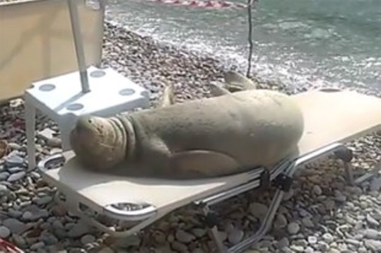 Lounging Seal