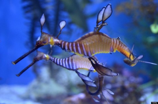 Dance of the Seadragons