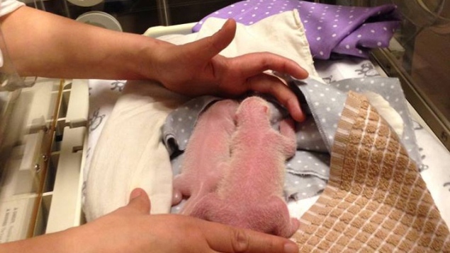 Amazing Panda Birth Video