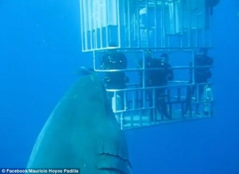 Biggest Great White Shark Ever?
