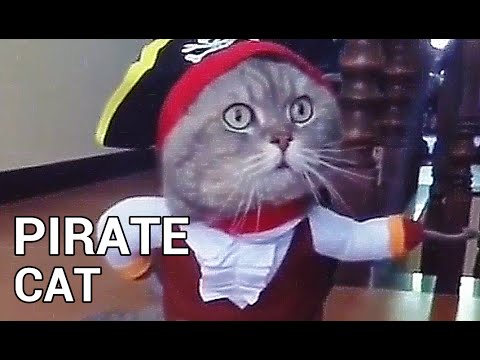 Best Cat Halloween Costume Ever?