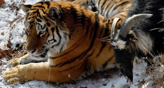 Tiger Makes Friends With His Tea