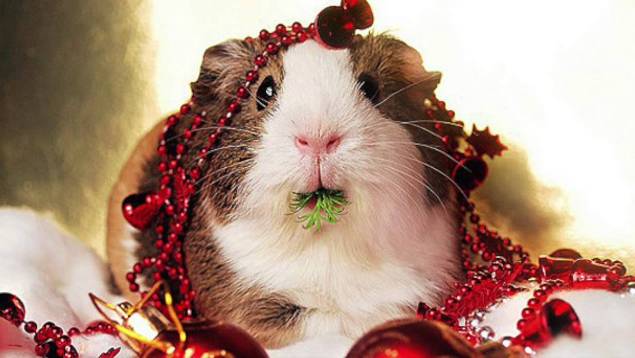 Animals Sing The 12 Days of Christmas