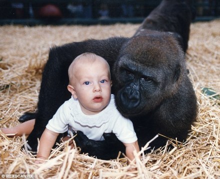 Girl Reunited With Gorilla - 12 Years On