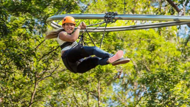 Not Your Average Flying Fox!