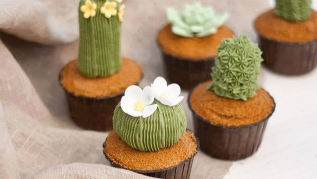 Succulent Cupcakes Recipe