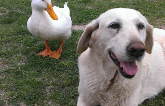 Best Friends: Duck and Dog