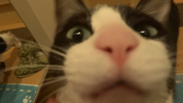 Cats Greet Owners After A Long Separation