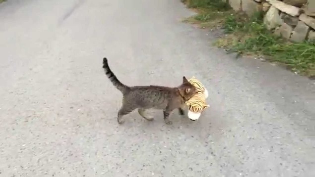 Cat Vs Tiger: No Contest