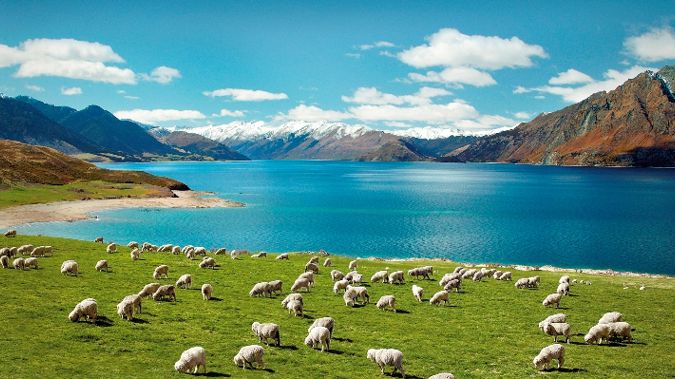 Image result for new zealand on ebay