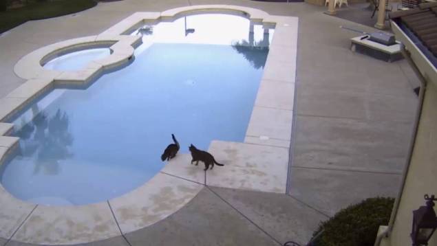 Sibling Rivalry, Cat Styles