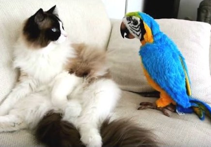 Parrots Annoying Cats: A Compilation