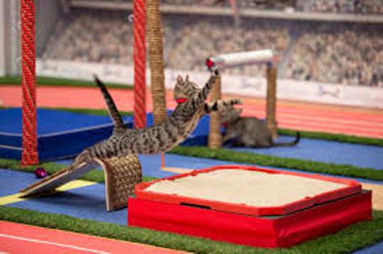 The Kitten Summer Games