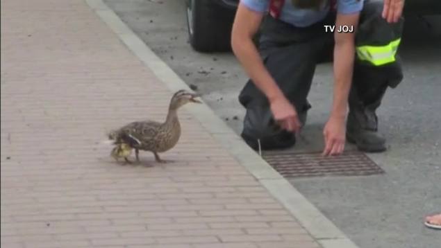 Mama Duck Asks Firefighters To Rescue Her Ducklings