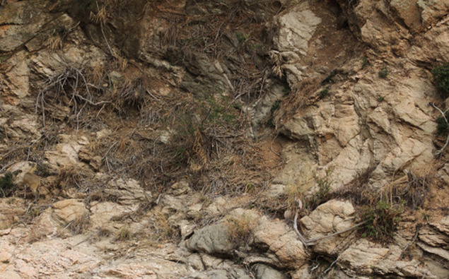 Can You Spot The Animals Camouflaged In These Photos?
