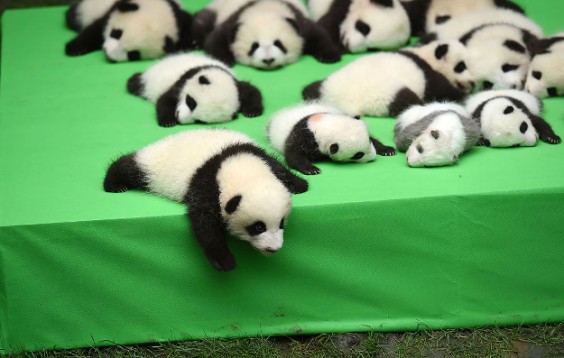 23 Baby Pandas