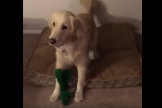 Dog Meets Her Favourite Toy In Life Size