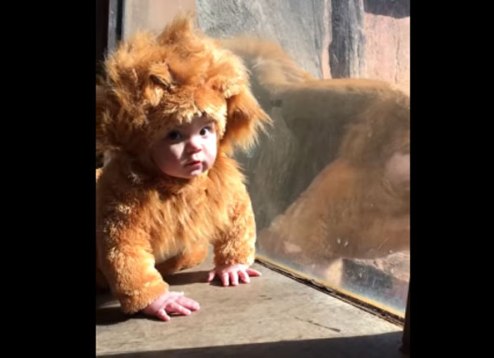 Lion Baby Meets His Namesake