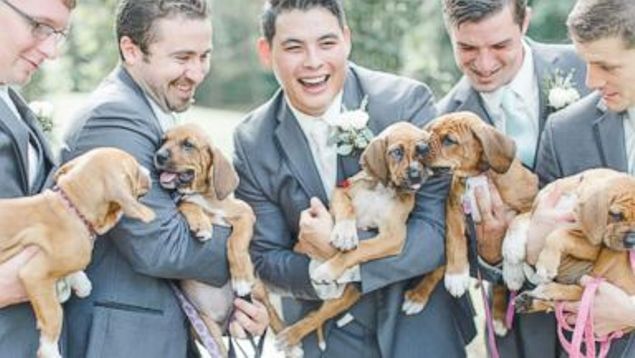 Bachelor Party Turns To Puppy Rescue