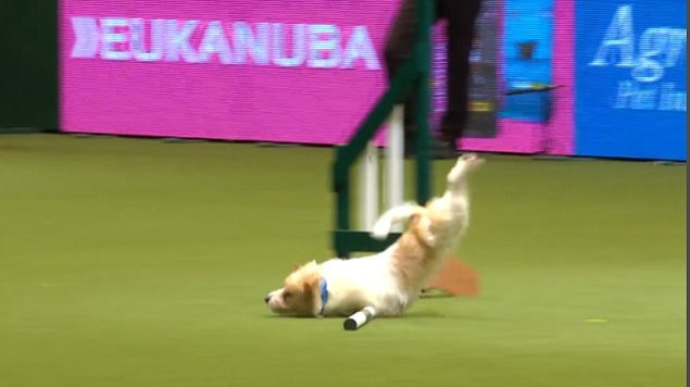 Hilarious Jack Russell is bowled over by excitement at Crufts 2017