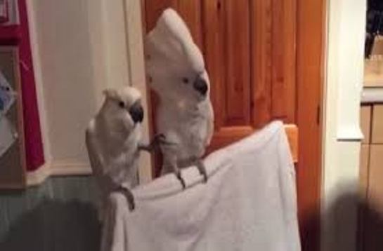 When your friend loves Elvis just a bit too much