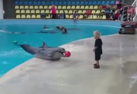 Toddler and dolphin play ball