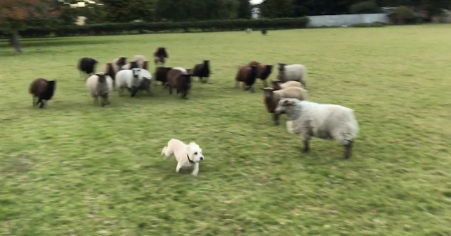 World's Worst Sheepdog?