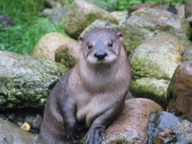 It's Larry ... the world's most seductive otter!