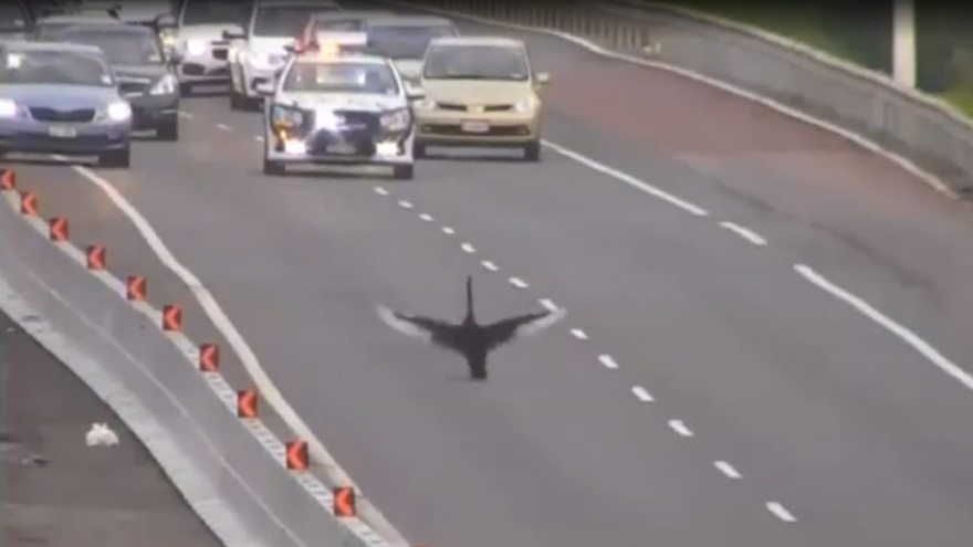 Swan holds up traffic