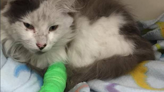 Photo / SPCA