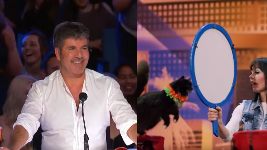 AGT's amazing cats