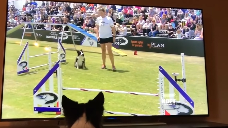 Border Collie watches herself win 